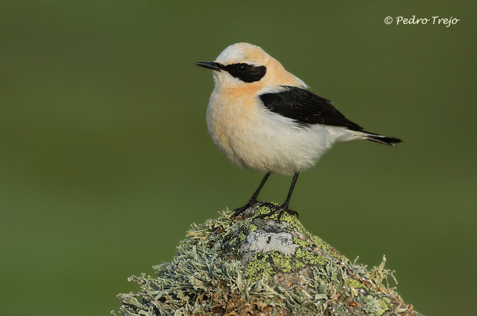 Collalba rubia (Oenanthe hispanica)